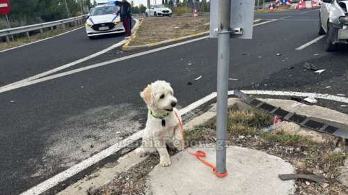 Λαμία: Τι απέγινε ο σκυλάκος από το χθεσινό θανατηφόρο τροχαίο στον κόμβο της Αγίας Μαρίνας