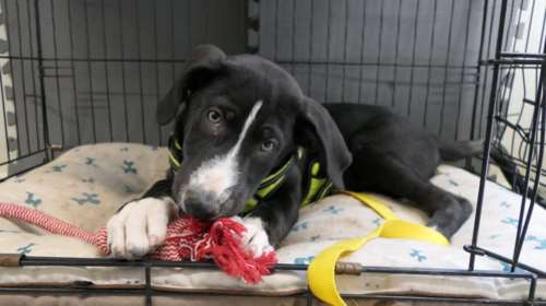 Ο Πλάτωνας είναι το κουτάβι του κάμπινγκ, κουλ, λίγο φλου, και γενικά κάπως χυμένος: Να σας εξηγήσουμε