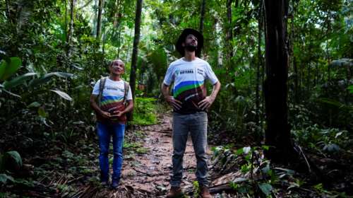 Κατακόρυφη αύξηση της αποψίλωσης στο τροπικό δάσος του Αμαζονίου εν μέσω πανδημίας