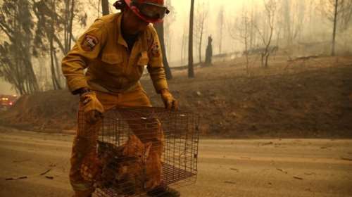 Τα άλλα θύματα των φονικών πυρκαγιών του Λος Άντζελες - &quot;Είναι πολύ σκληρό για αυτά, δεν ξέρουν τι γίνεται&quot;