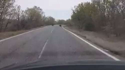 Απίστευτο: Κοπάδι αγριογούρουνα έφτασε έξω απ’ την Καλαμπάκα [video]