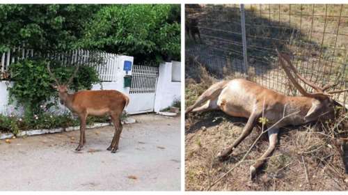 Αυτό κι αν είναι κτηνωδία: Σκότωσαν το ελαφάκι που ζούσε κοντά σε σπίτια στους πρόποδες της Πάρνηθας