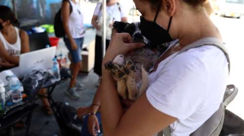 Ηράκλειο: Παρέμβαση για τη μείωση των αδέσποτων ζώων από τον δήμο