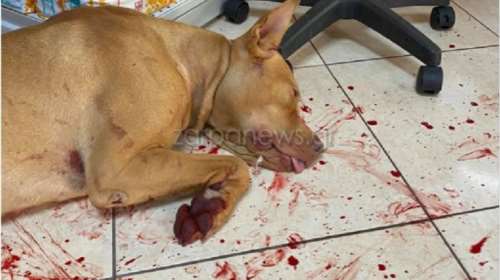 Κτηνωδία σε σκύλο στα Χανιά: Του έκοψε τα γεννητικά όργανα και τον κρέμασε - Δεν διατρέχει κίνδυνο το σκυλί