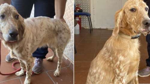 Σώστε ένα αδεσποτάκι: Τα πέταξαν τη νύχτα των εκλογών - Απλά άνοιξαν την πόρτα του αυτοκινήτου και τα παράτησαν