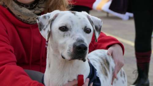 Ο Γκάι είναι χαρούμενος, κοινωνικός, τρυφερός, παιχνιδιάρης, νεότατος αλλά δεν μπορεί να σας ακούσει