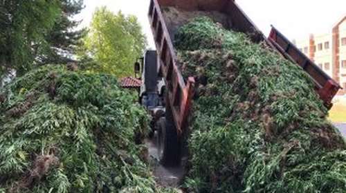 Χασισοφυτεία &quot;μαμούθ&quot; με 14.000 δενδρύλλια στα Γρεβενά [Εικόνες-Βίντεο]