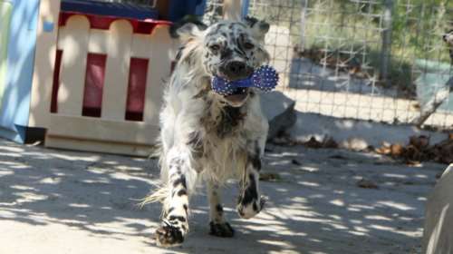 Σώστε ένα αδεσποτάκι: Το φυσικό φάρμακο που ρίχνει την πίεση και μειώνει το άγχος, χωρίς να κάνεις τίποτα