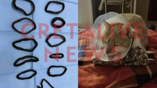 Η... "τρελοκοτσιδού" Μιέλ κατάπιε  ούτε ένα, ούτε δύο, ούτε τρία αλλά 11 λαστιχάκια για τα μαλλιά