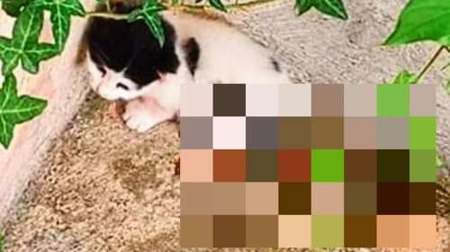 Νέα Σμύρνη: Σάλος με ηλικιωμένη που μαχαίρωσε νεογέννητα γατάκια - Το ένα δεν τα κατάφερε