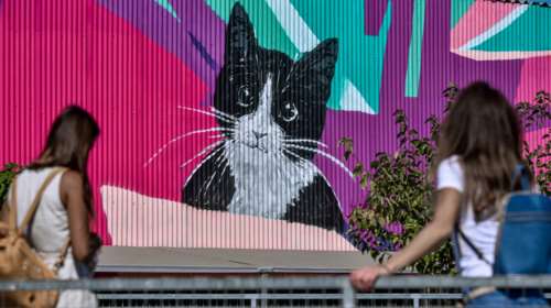 Οι γάτες χαρτογραφούν τη θέση των ιδιοκτητών τους χρησιμοποιώντας ηχητικά σήματα