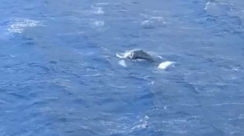 Κάλυμνος: Φάλαινα εμφανίστηκε στον κόλπο των Αργινώντων [βίντεο]