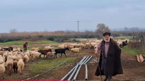Κτηνοτρόφος αποχαιρετά με λυγμούς τα 450 πρόβατά του: Τα τελευταία της ντόπιας ιστορικής φυλής Ρουμλουκίου
