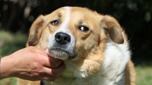 Σώστε ένα αδεσποτάκι: Τώρα που χειμωνιάζει Σάνσυ, όπως sun &amp; sea