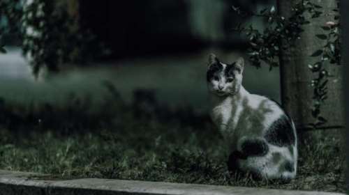 Τρίπολη: ΕΔΕ και πρόστιμο 5.000 ευρώ  σε αστυνομικό που κλώτσησε γάτα