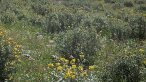 Σημαντικό: Εκτός δασικών χαρτών οι εκτάσεις που καλύπτονται από φρύγανα και ασπάλαθους