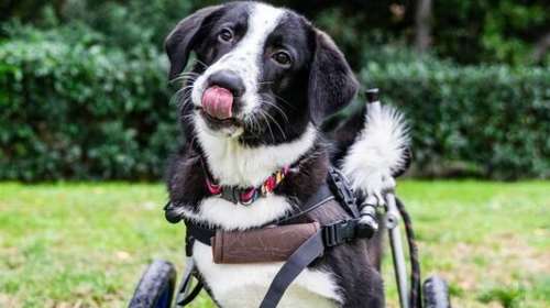 Ο Bowie (Φώτης για τους εκλεκτούς) είναι πρότυπο αξιοπρέπειας και θαυμασμού - Αξίζει να διαβάσετε την ιστορία του