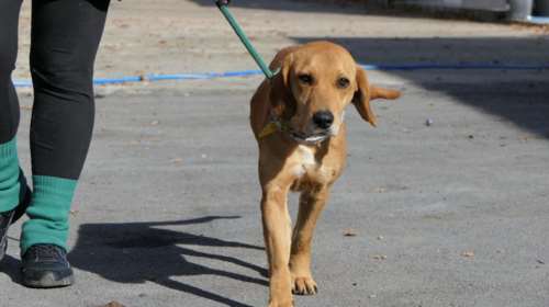 Σώστε ένα αδεσποτάκι: Η Πόλυ είναι σαν να είχε ένα γονιό κυνηγόσκυλο και ένα γονιό λαμπραντόρ.