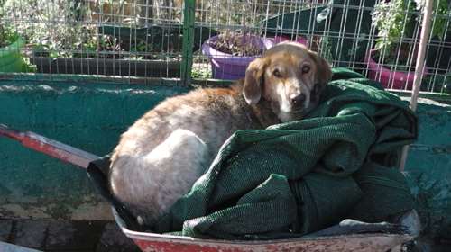 Ο Γιούρι από τότε που γεννήθηκε μέχρι και σήμερα δεν ξέρει τι είναι κρεβάτι ή καναπές