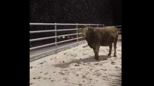 Viral στα social media ξετρελαμένη αγελαδίτσα που βλέπει χιόνι για πρώτη φορά