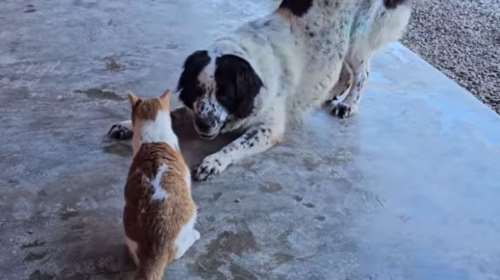 "Σαν τον σκύλο με τη γάτα": Πώς καταρρέει ο μύθος της αντιπαλότητας - Βίντεο