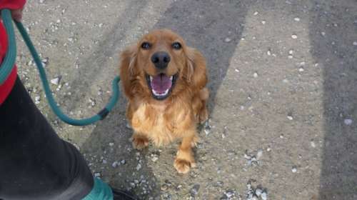 Ο Κόντι ήταν σίγουρα σε σπίτι: Ενα Κόκερ Σπάνιελ που προσπαθεί από τότε να προσαρμοστεί