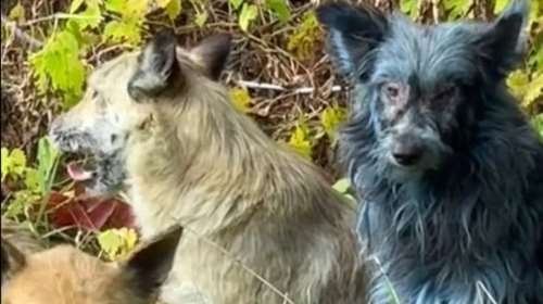 Mυστήριο: Μπλε σκύλοι εντοπίστηκαν στο Τσερνόμπιλ - Απόγονοι εγκαταλελειμμένων κατοικιδίων που ανέπτυξαν μια νέα "υπερδύναμη"