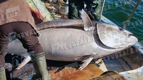 Πρέβεζα: Η απίστευτη ψαριά στο Ιόνιο - &quot;Λύγισε&quot; το καϊκι από τον τόνο 130 κιλών [εικόνες]