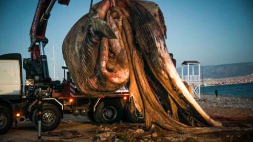 Φάλαινα στη Φρεαττύδα: Γιατί ξεβράστηκε στις ακτές του Πειραιά [Εικόνες]