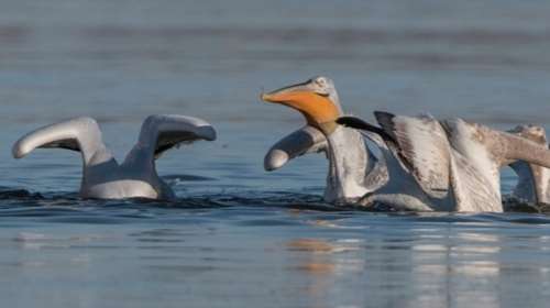 &quot;Pelican Watch&quot;, μια εφαρμογή της επιστήμης των πολιτών για τους πελεκάνους