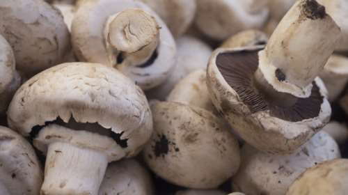 Μανιτάρια στη νηστεία: Ποια περιέχουν την περισσότερη πρωτεΐνη;