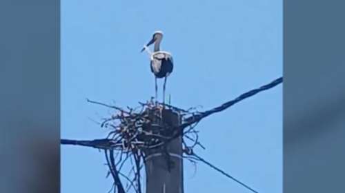 Λητή Θεσσαλονίκης: Μεγάλη κινητοποίηση για να κατασκευαστεί φωλιά ζευγαριού πελαργών -  Κινδυνεύουν να πάθουν ηλεκτροπληξία