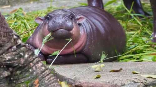 Εκλογές ΗΠΑ 2024: Viral το μωρό ιπποπόταμος που... βρήκε τον επόμενο πλανητάρχη [βίντεο]