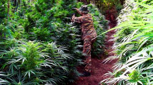 Φυτεία - μαμούθ στον Ολυμπο με πάνω από 5.000 δενδρύλια κάνναβης [Εικόνες - Βίντεο]