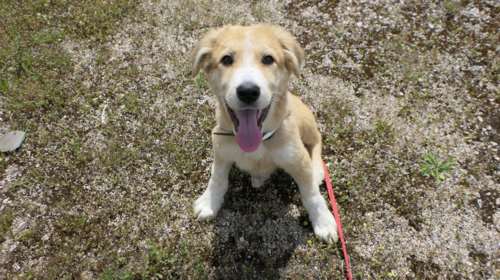 Ενα σπάνιο και πανέξυπνο πλάσμα, που από μωρό κέρδισε τον σεβασμό  για όσα έχει καταφέρει να ξεπεράσει - Ο Ακίτα