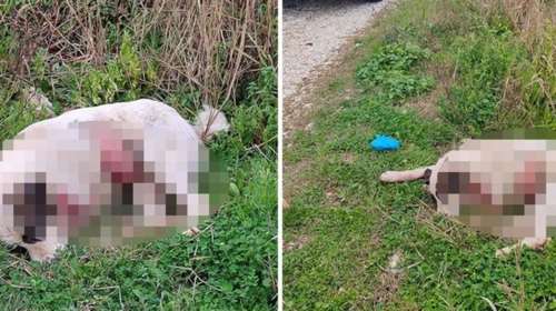 Αποτροπιασμός στην Πρέβεζα: Σκότωσε σκύλο μέσα στον κόσμο σε περιοχή που έπαιζαν παιδιά
