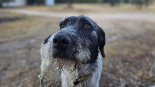 Εμφανίστηκε σε ένα χωριό, κρυβόταν στις αυλές και έβγαινε κάθε βράδυ μέχρι την ταβέρνα να ζητιανέψει -  Σαν φάντασμα