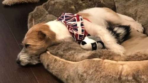 Ο Ντίλιν, ο σκύλος του Μπόρις Τζόνσον είχε κορονοϊό όσο εκείνος ήταν στην εντατική