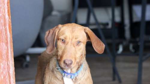 Σώστε ενα αδεσποτάκι: Μην με προσπερνάτε, δεν μου λείπει τίποτα, εκτός από... ουφ-ουφ