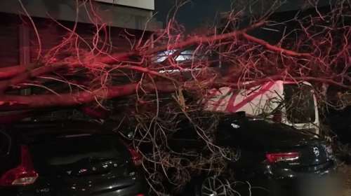 Ζημιές σε Πειραιά, Κηφισιά, Χαλάνδρι από την βραδινή κακοκαιρία: Μεγάλο δέντρο έπεσε σε 4 ΙΧ στην Πειραιώς [βίντεο]