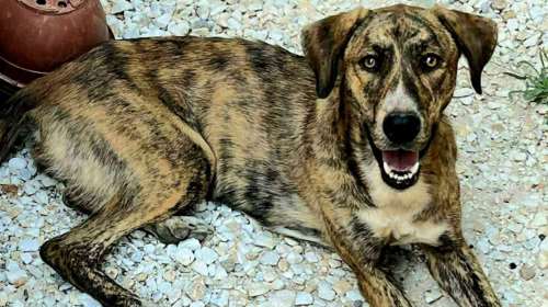 Η Ζήνα με τα έντονα χαρακτηριστικά του Plott Hound είναι μια συνεχής έκπληξη με τα ταλέντα της