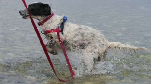 Αν θέλετε ένα σκύλο να τρέχει στο νερό, να πλατσουρίζει, να βουτά και να κάθεται δίπλα σας μούσκεμα να λιάζεται, αυτή είναι η Φιλιώ