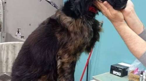 Φρίκη στην Πάτρα: Σκληρά βασανιστήρια σε σκύλο - Τον έσωσαν οι αστυνομικοί