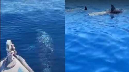 Υπέροχο θέαμα στην Εύβοια: Δελφίνια κολυμπούν δίπλα σε σκάφος και σαγηνεύουν με τη χάρη τους [βίντεο]