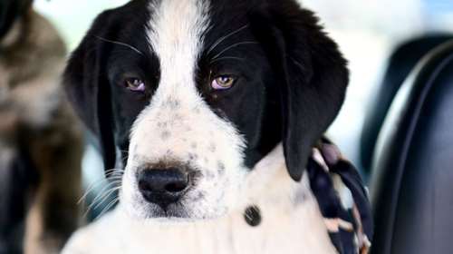 Είναι προνόμιο  να μπορεί κάποιος να έχει συντροφιά έναν ελληνικό ποιμενικό, που είναι και πρασινομάτα