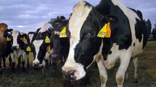 Τουρκία: Περίπου 3.000 αγελάδες παραμένουν πάνω σε ένα φορτηγό πλοίο, από τις 21 Οκτωβρίου