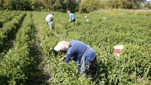 Επιδοτήσεις: Πόσα χρήματα θα καταβληθούν στους αγρότες μέχρι τέλος του χρόνου - Τι αλλάζει από το 2026