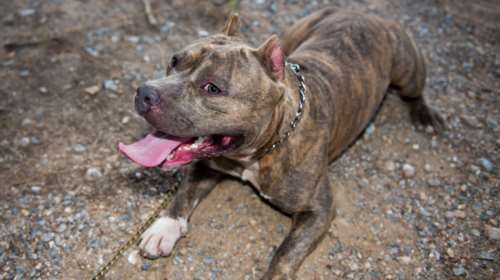 ΗΠΑ: Σκύλος φέρεται  να πυροβόλησε και τραυμάτισε το αφεντικό του - Εξαφανίστηκε η σύντροφος