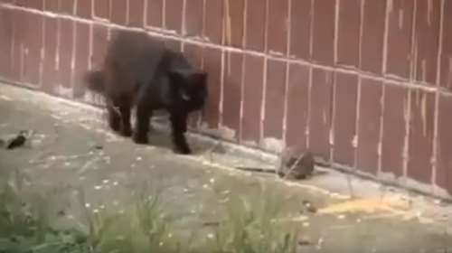 Ατρόμητος ποντικός τα έβαλε με 5 γάτες video