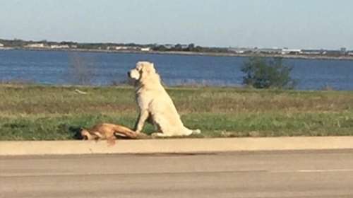 Σκύλος αρνείται να φύγει από το πλάι του νεκρού συντρόφου του